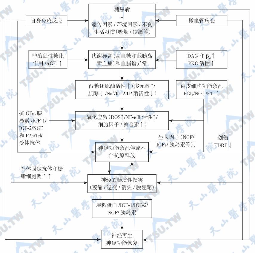  糖尿病神经病变的发病机制