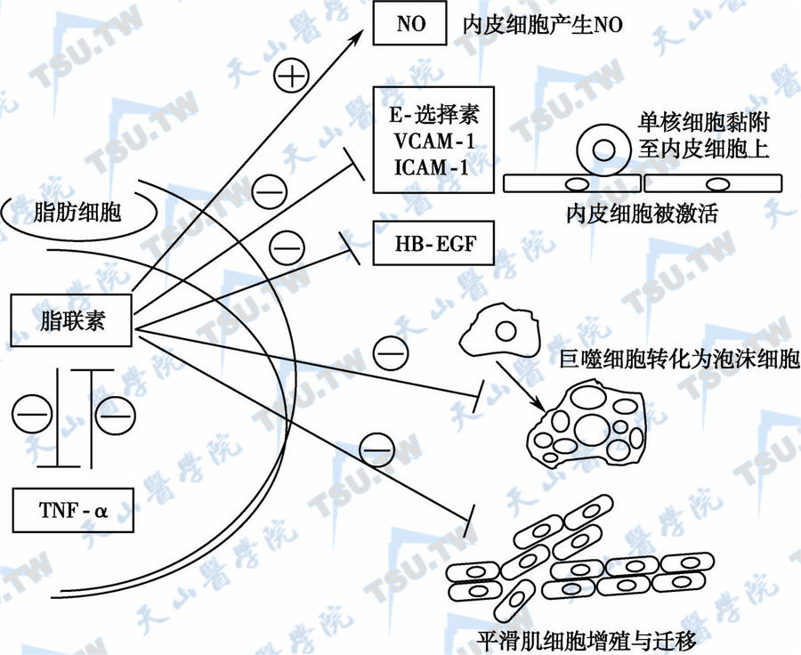  脂联素抗动脉硬化的机制