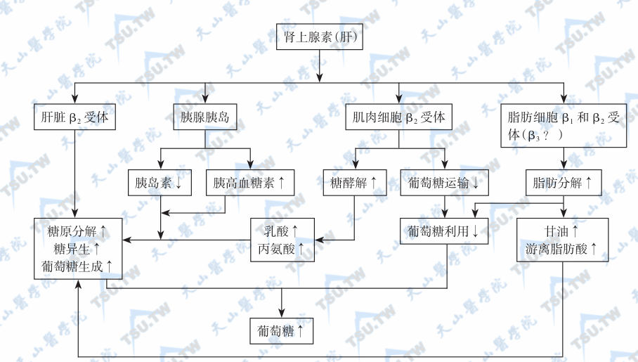  肾上腺素升高血糖的机制