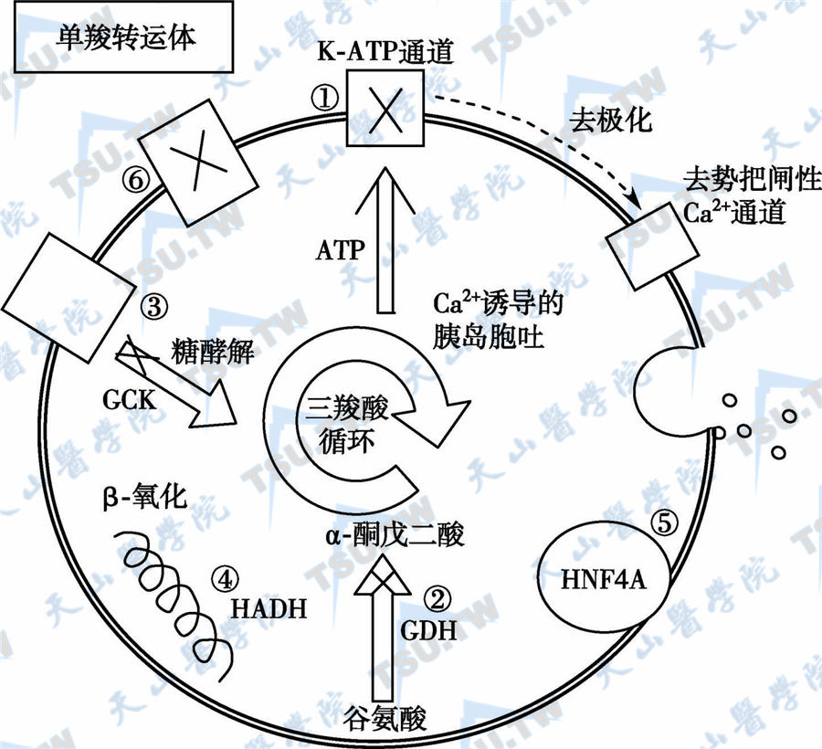  β细胞糖代谢基因突变导致的先天性高胰岛素血症