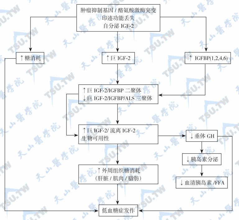 非胰岛β细胞肿瘤引起低血糖症