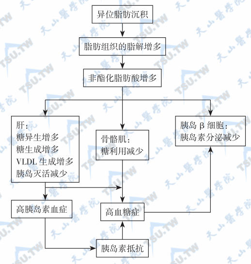  异位脂肪沉积致胰岛素抵抗和2型糖尿病