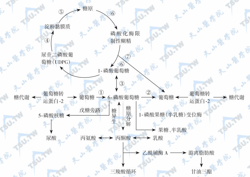 糖异生反应过程图图片