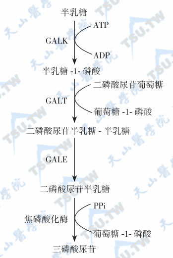  半乳糖的主要代谢途径