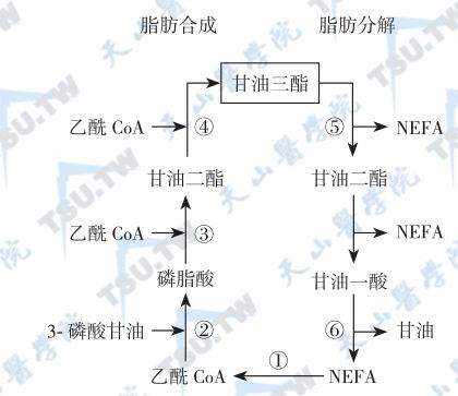  脂肪细胞中脂代谢循环