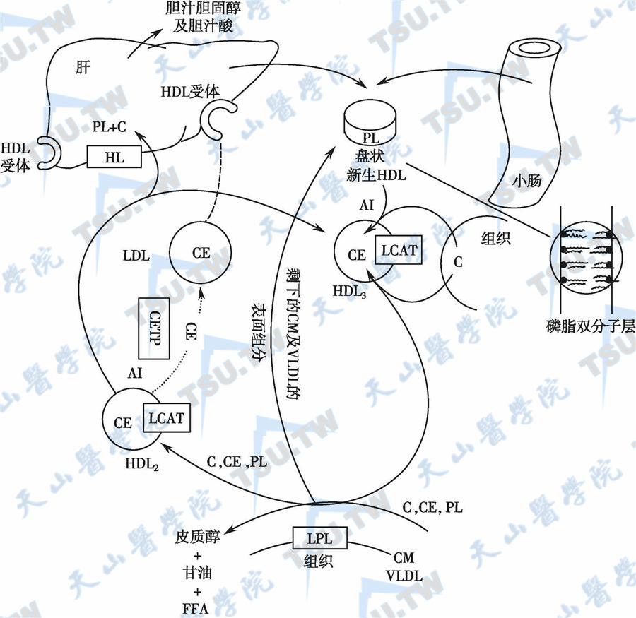  高密度脂蛋白代谢