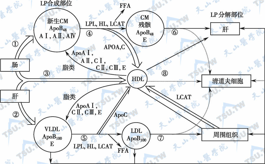  脂蛋白代谢示意图