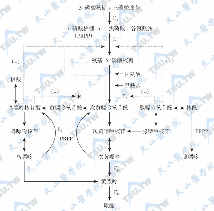  嘌呤代谢及其调节机制