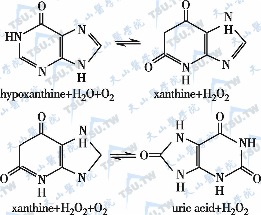  黄嘌呤氧化酶催化生成黄嘌呤、尿酸和过氧化氢