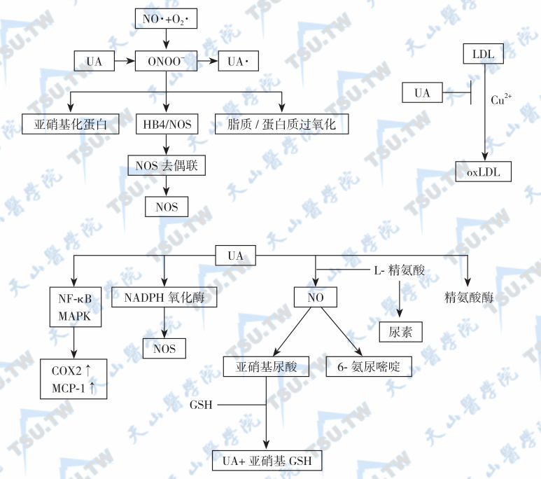  尿酸的抗氧化作用