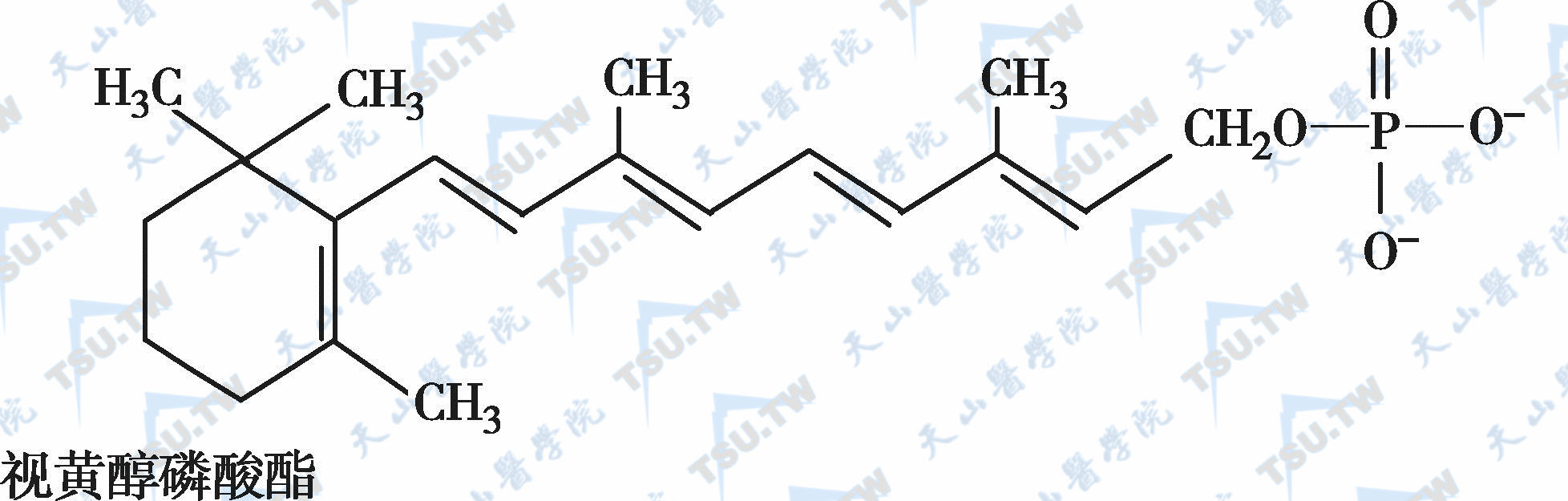 视黄醇磷酸酯