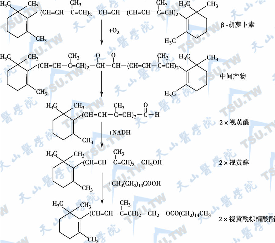  β胡萝卜素转化为维生素A的过程