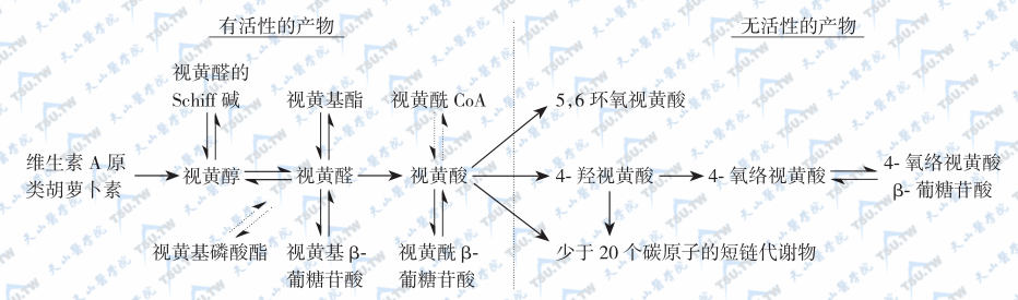  维生素A的主要代谢转化途径