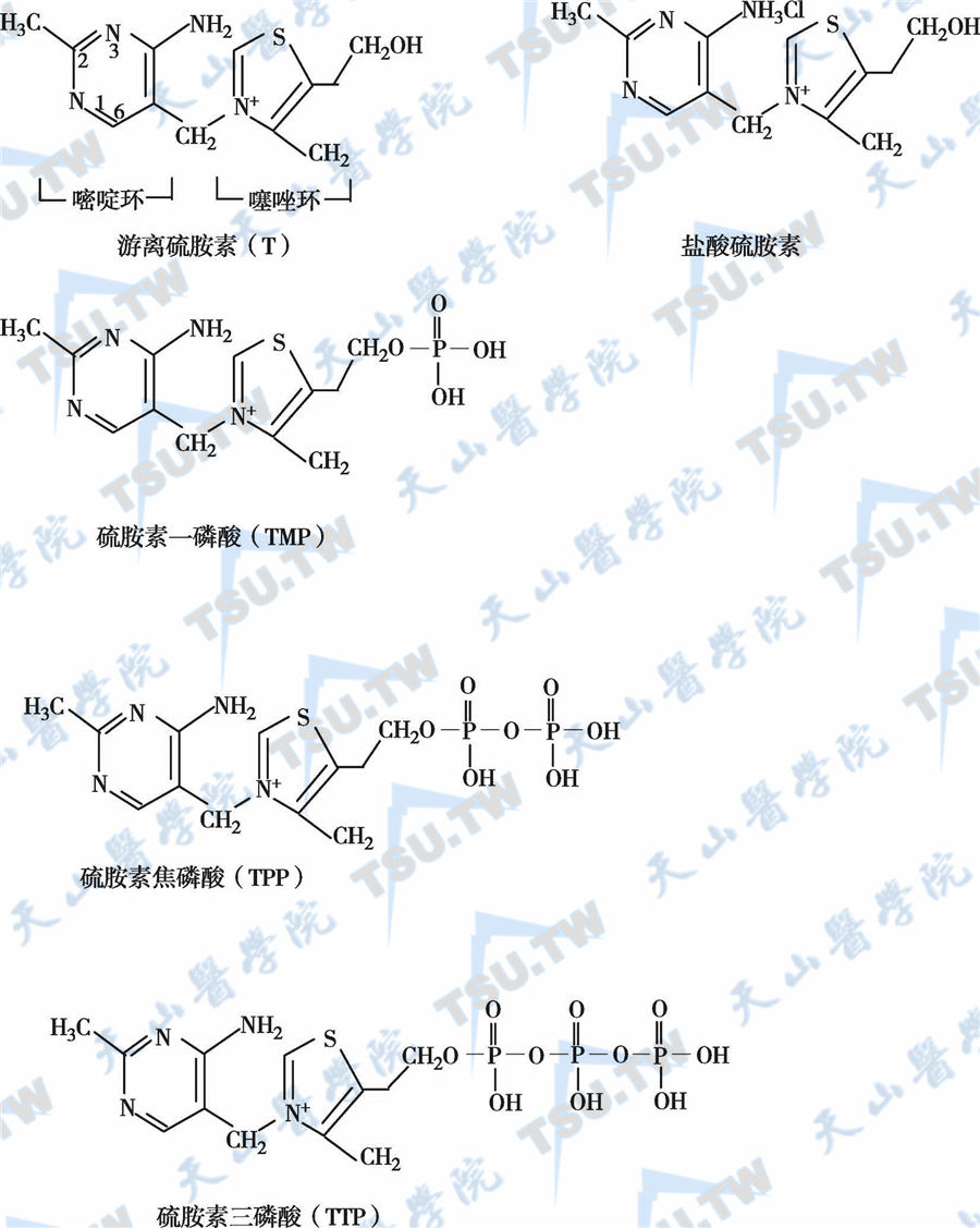  硫胺素及其主要衍生物的分子结构