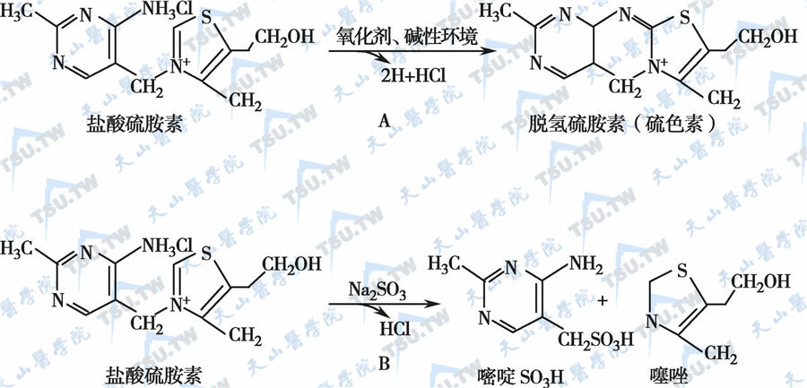  维生素B1的氧化和分解反应