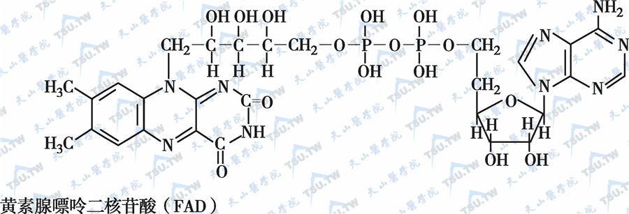 黄素腺嘌呤二核苷酸（FAD）维生素B2