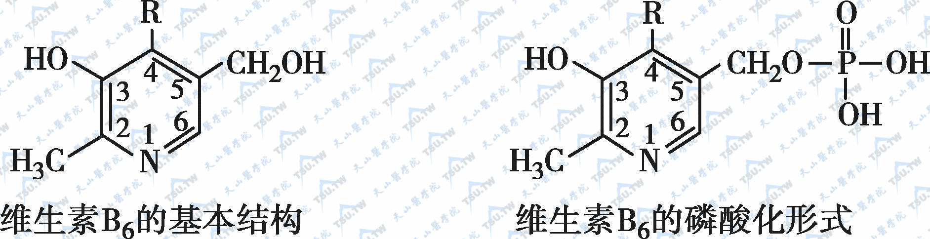 维生素B6及其磷酸化形式的分子结构