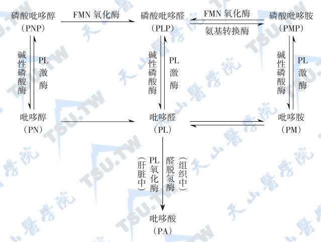  维生素B6各种形式间的生物转化途径；注：PL：吡哆醛。