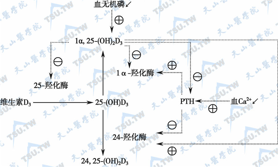  维生素D的代谢及主要调节作用