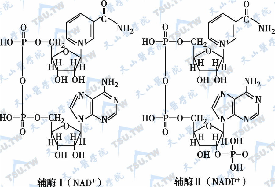    尼克酸及其衍生物和辅酶形式的分子结构