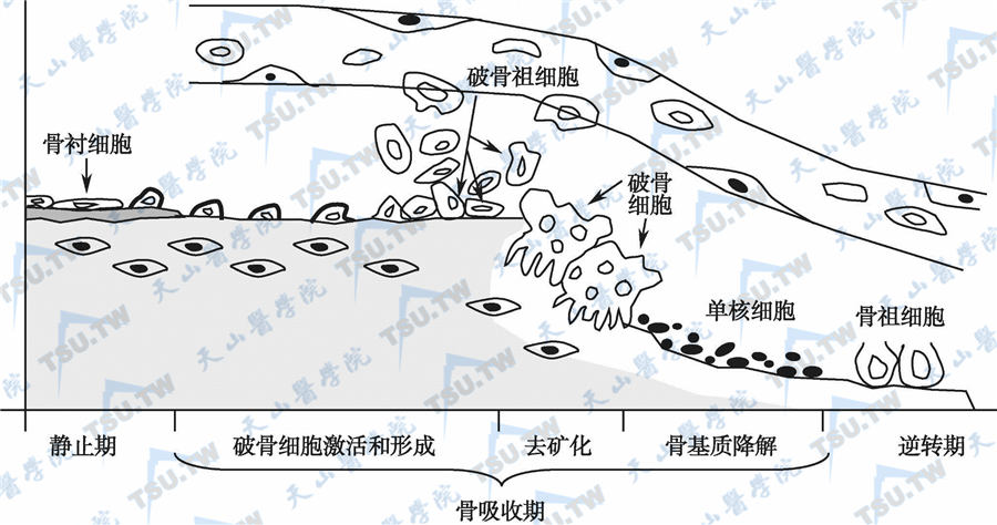  骨重建的激活