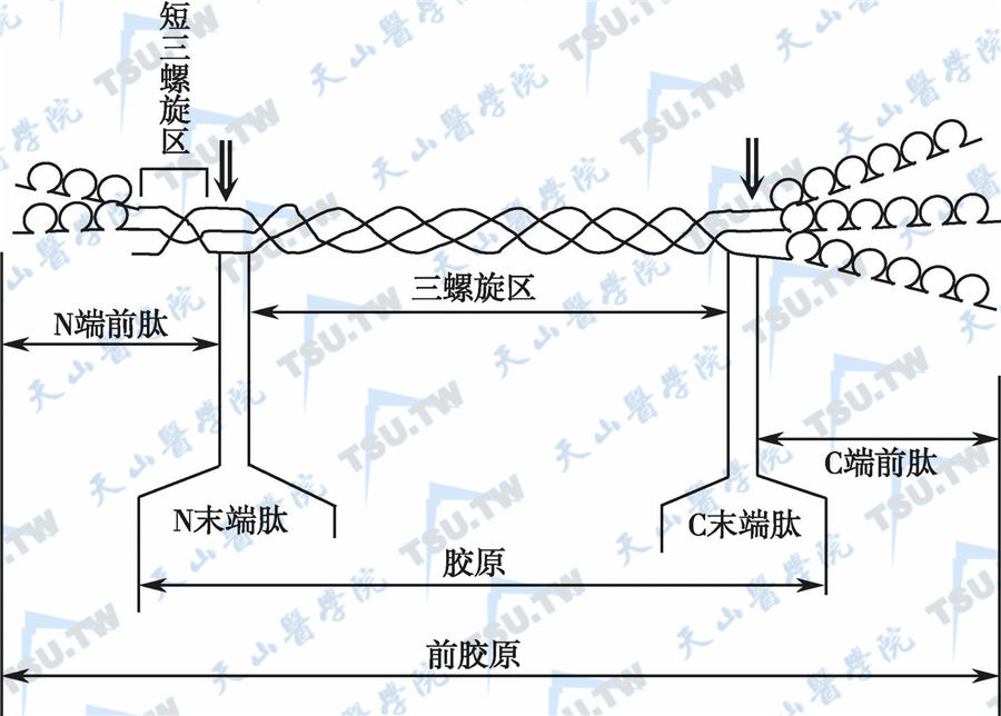  Ⅰ型胶原的分子结构