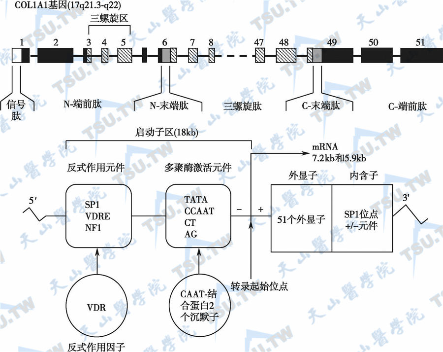  COL1A1基因、基因产物及其调节