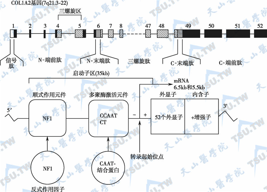  COL1A2基因结构、表达产物及其调节