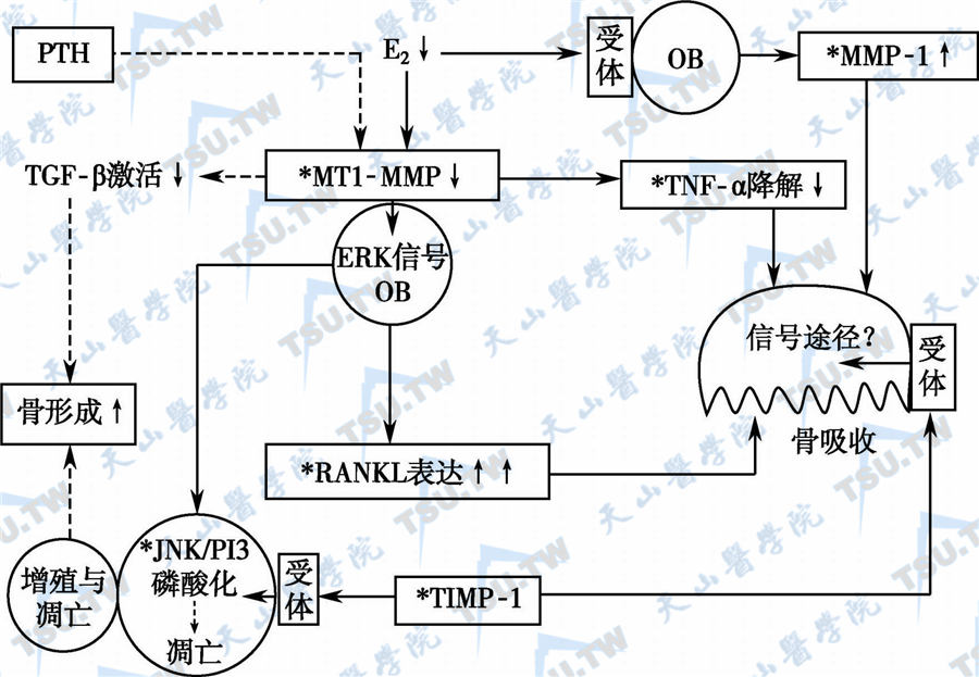  MMP-TIMP在骨代谢中的作用及其与雌激素的关系