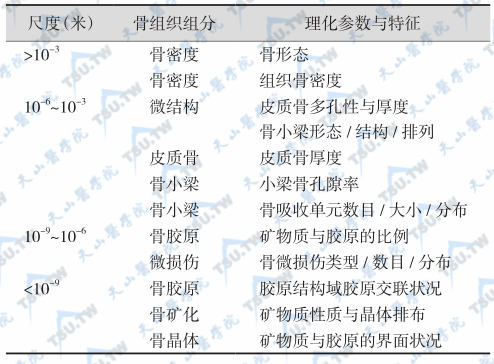 骨微观结构和骨质量