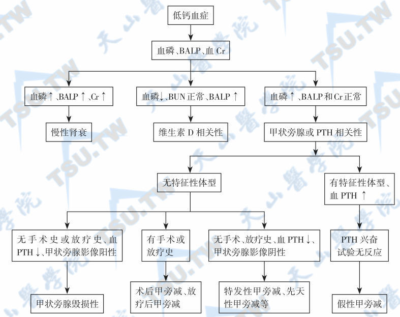  低钙血症的诊断程序