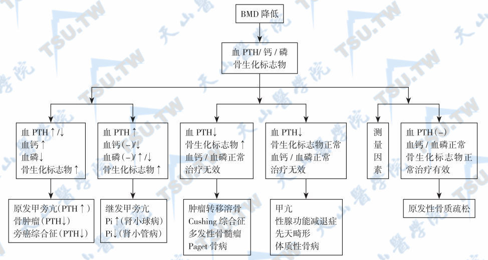  BMD降低的病因诊断