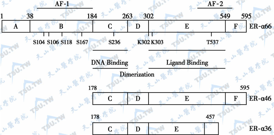  雌激素受体亚型的结构示意图