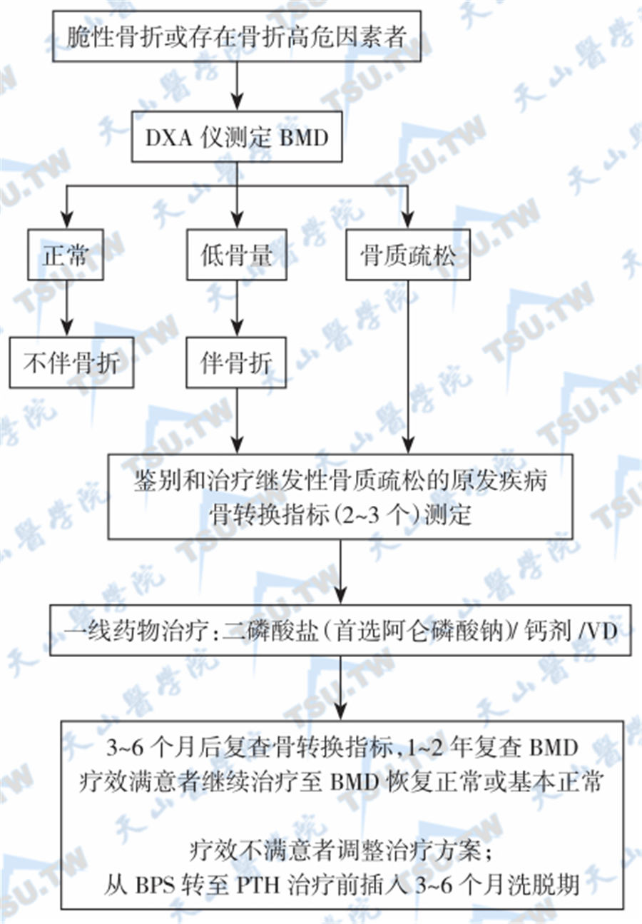  男性骨质疏松症的处理程序