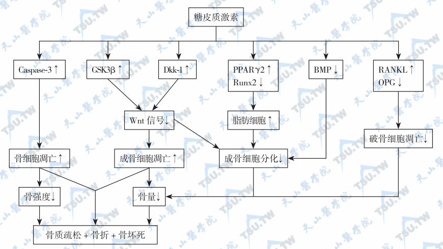  糖皮质激素所致的骨质疏松发病机制