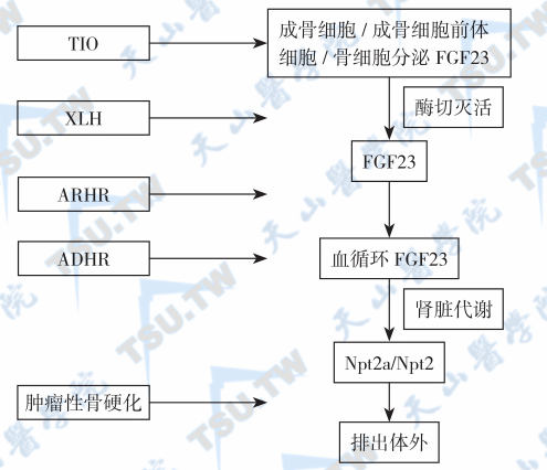 FGF23与低磷血症