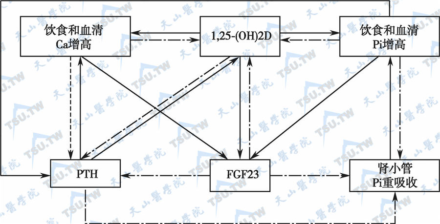  FGF23的调节途径