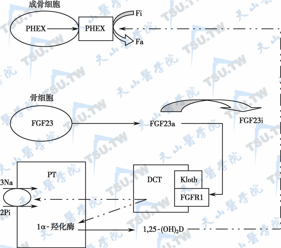  FGF23和PHEX的相互作用及其对1，25-（OH）2D与血磷的影响