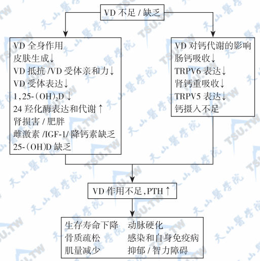  VD缺乏与躯体疾病的关系