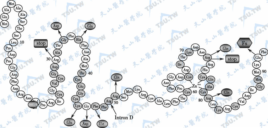  VDR的DNA结合区（DBD）及其部分突变位点的分布  注：图中显示出VDR中DBD区的两个“锌指”结构；代表保守氨基酸残基；所示为突变位点；表示错义突变；表示无义突变（使VDR蛋白被截短）；（Fs）表示框架移动；第2、3号外显子之间为内含子D。