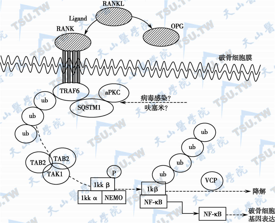  RANKL-NF-κB信号途径