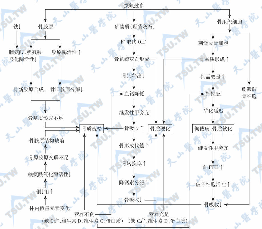  氟中毒对骨代谢的影响；注：↑：增加；↓：减少