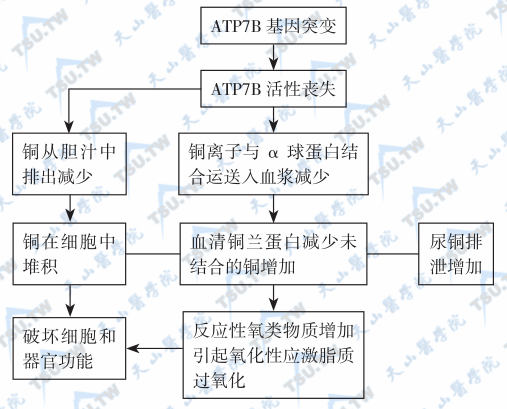 Wilson病的发病机制；注：ATP7B：P-型ATP酶