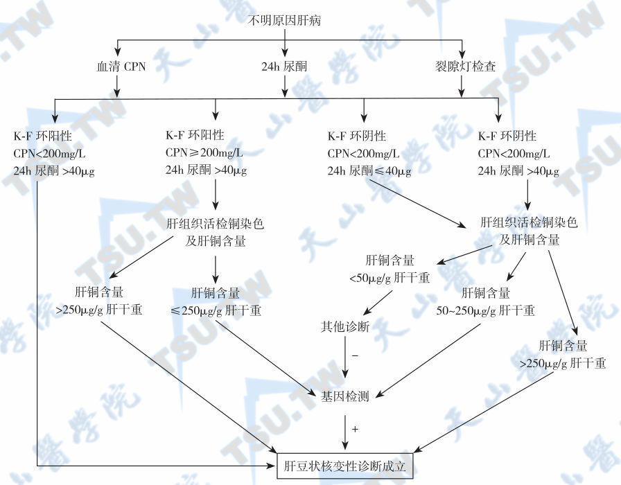  以不明原因肝病为主要表现的WD诊断流程