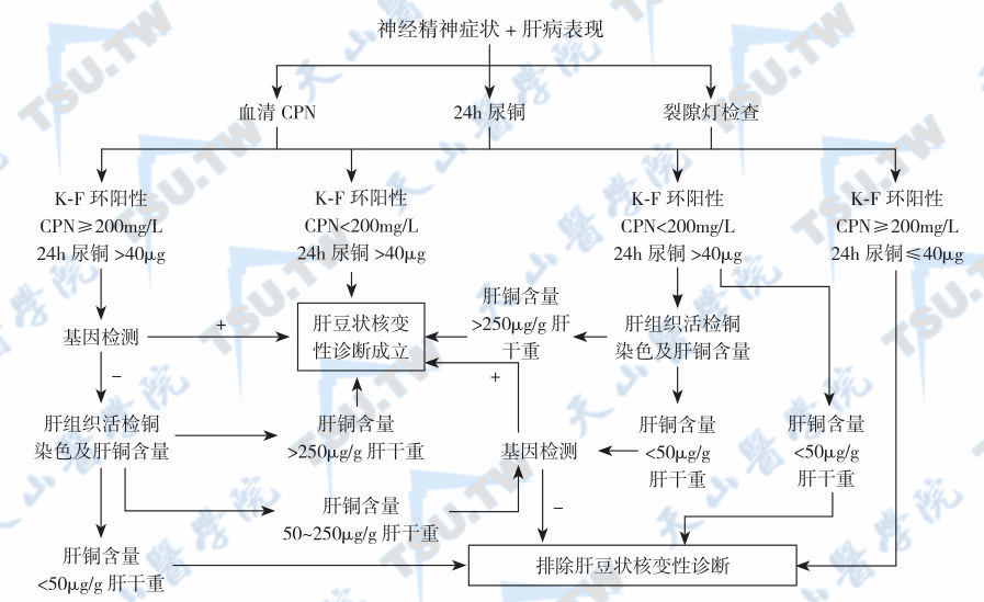  以神经精神症状为主要表现或不伴肝病的WD诊断流程