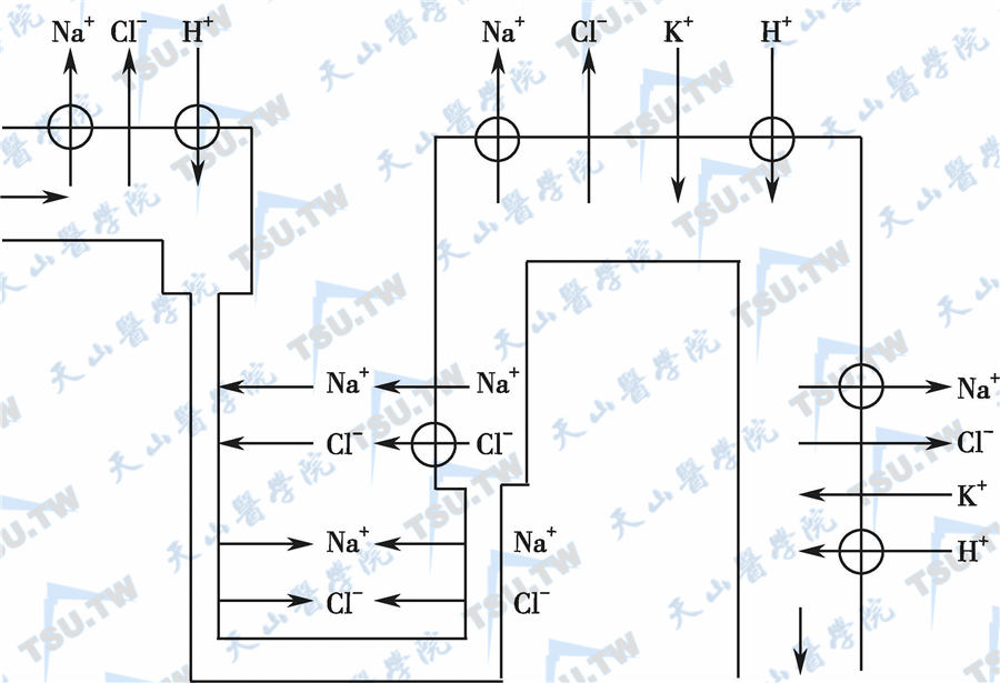 肾小管Na+、Cl-的运转示意图