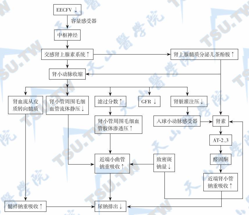  有效血容量不足对肾小管钠重吸收的影响