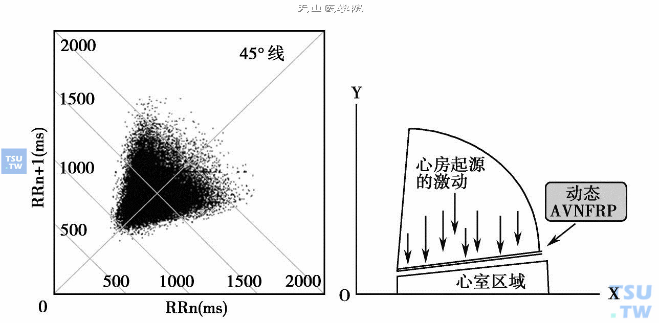  房颤的扇形及动态AVNFRP界线