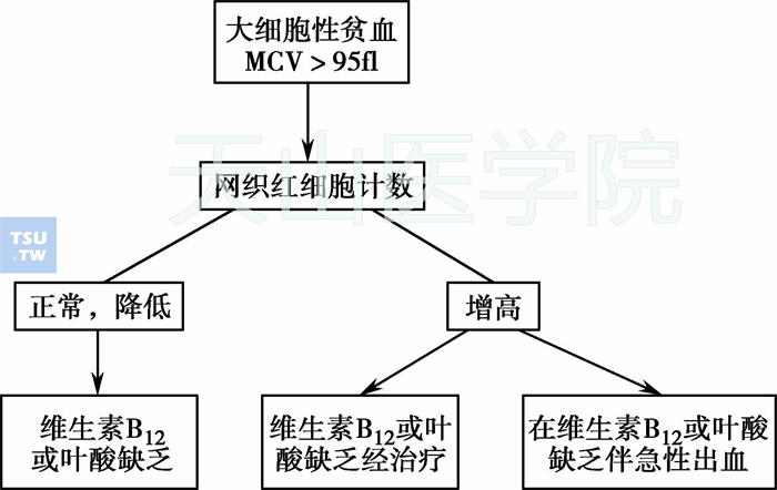 大细胞性贫血