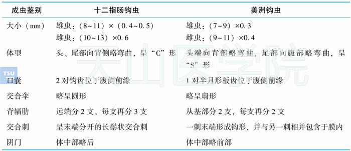 十二指肠钩虫和美洲钩虫形态区分